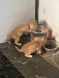 5 gatinhos