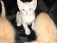 5 gatinhos