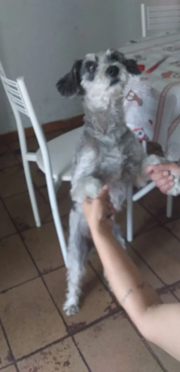 Cachorro ra a Nao conheço  raça  idade 6 ou mais anos nome Nao tem 