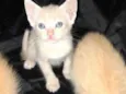 5 gatinhos