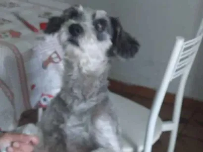 Cachorro raça Nao conheço  raça  idade 6 ou mais anos nome Nao tem 