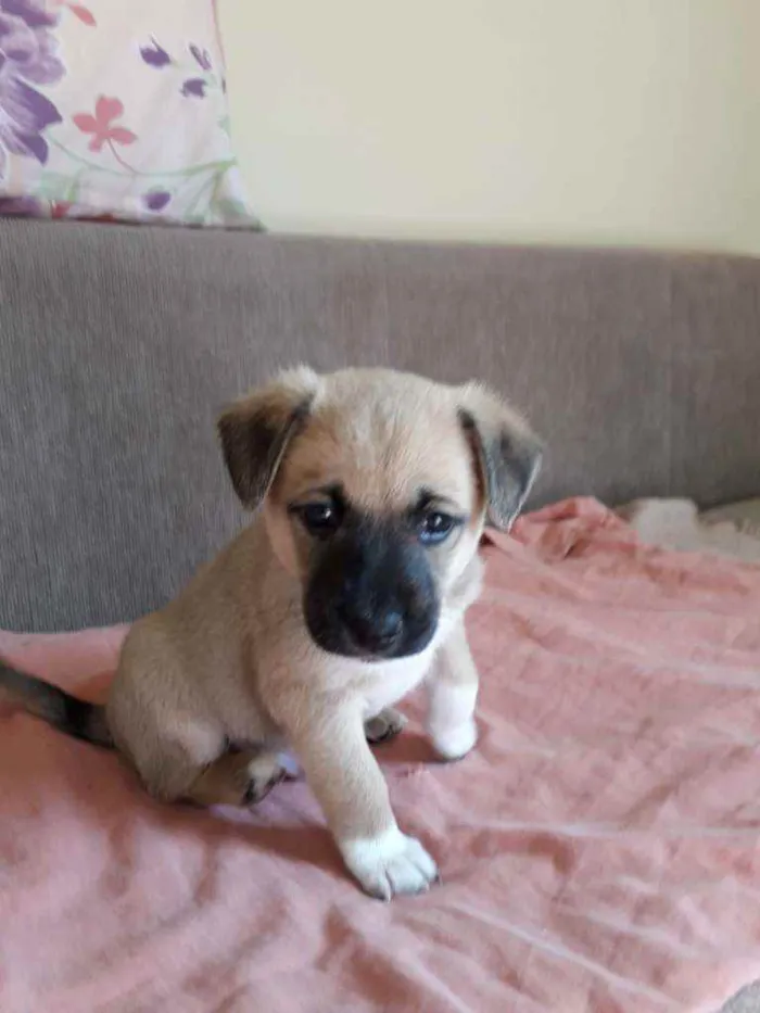 Cachorro ra a Misturinha viralata idade Abaixo de 2 meses nome Gordo