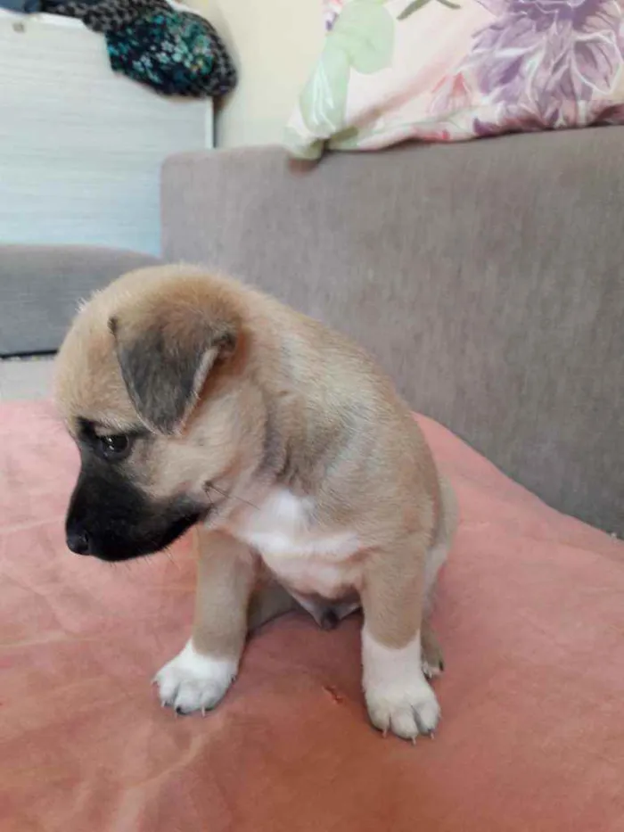 Cachorro ra a Misturinha viralata idade Abaixo de 2 meses nome Gordo