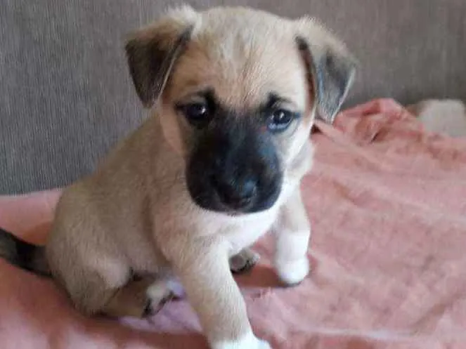 Cachorro ra a Misturinha viralata idade Abaixo de 2 meses nome Gordo