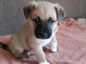 Cachorro raça Misturinha viralata idade Abaixo de 2 meses nome Gordo