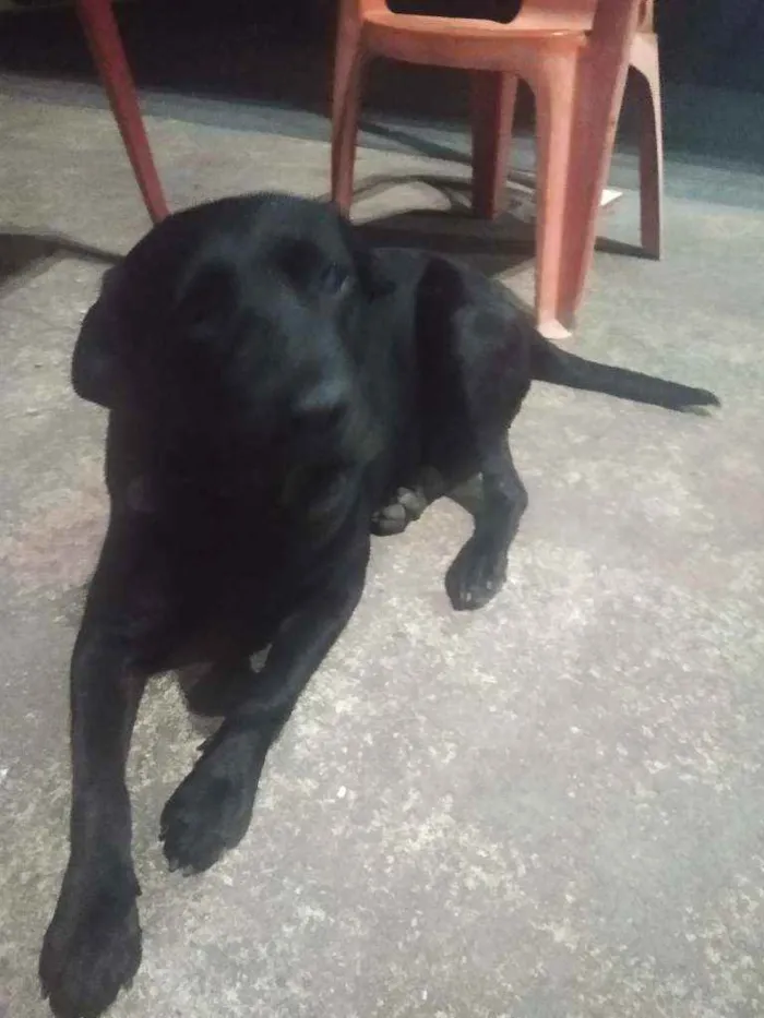 Cachorro ra a Labradora idade 3 anos nome Negona