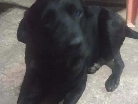 Cachorro ra a Labradora idade 3 anos nome Negona