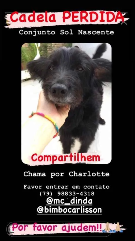 Cachorro ra a Sem raça  idade 5 anos nome Charlotte