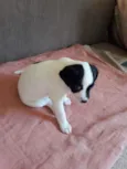 Miudinho