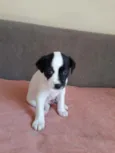 Miudinho