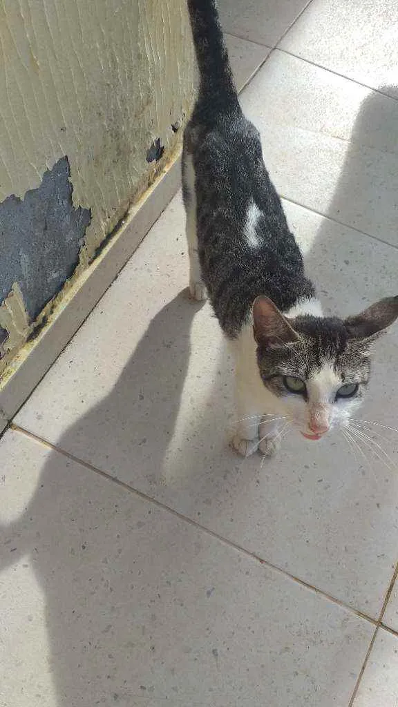 Gato ra a Não sei idade 1 ano nome Não sei