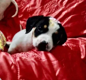Cachorro raça SRD idade 2 a 6 meses nome Gaya 