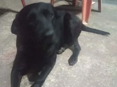 Cachorro raça Labradora idade 3 anos nome Negona