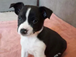 Cachorro raça Misturinha viralata idade Abaixo de 2 meses nome Minhom