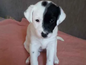 Cachorro raça Misturinha viralata idade Abaixo de 2 meses nome Manchinha