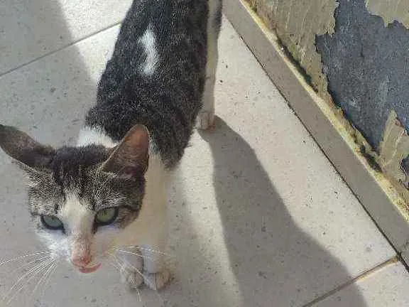 Gato ra a Não sei idade 1 ano nome Não sei