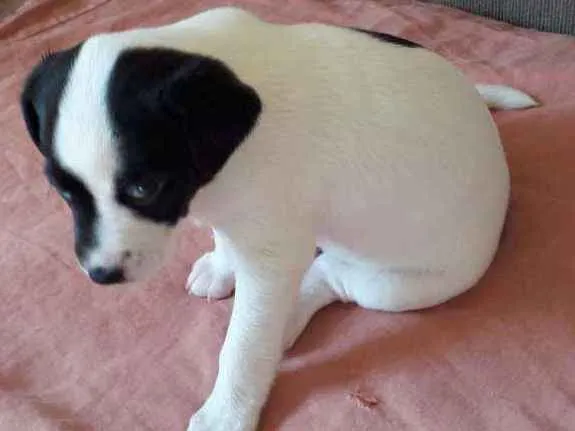 Cachorro ra a Misturinha viralata idade Abaixo de 2 meses nome Miudinho