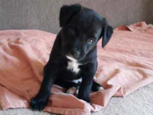 Cachorro raça Misturinha viralata idade Abaixo de 2 meses nome Pretinho