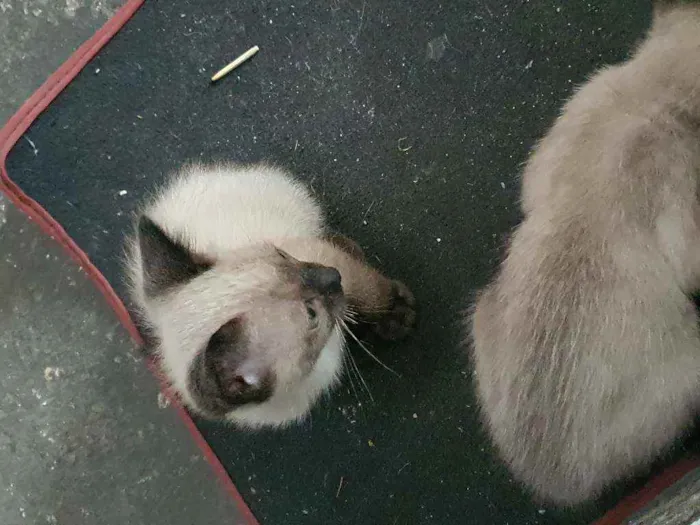 Gato ra a Sem raça definida  idade Abaixo de 2 meses nome 1