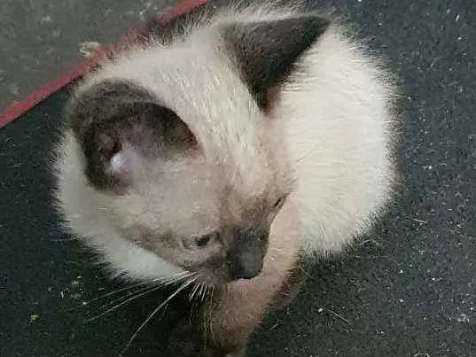 Gato ra a Sem raça definida  idade Abaixo de 2 meses nome 1