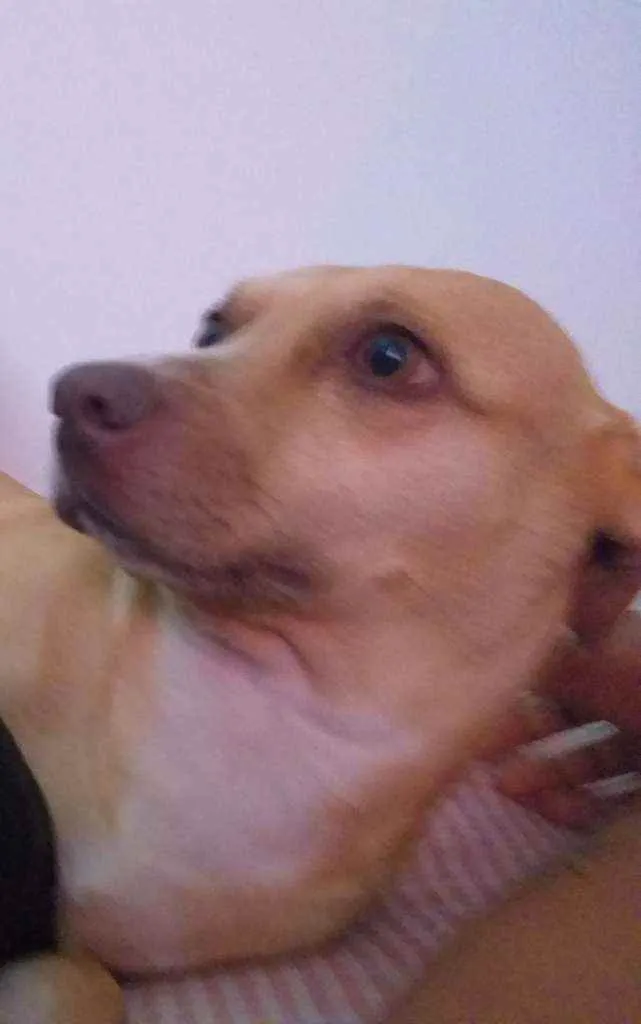 Cachorro ra a Srd idade 4 anos nome Mel