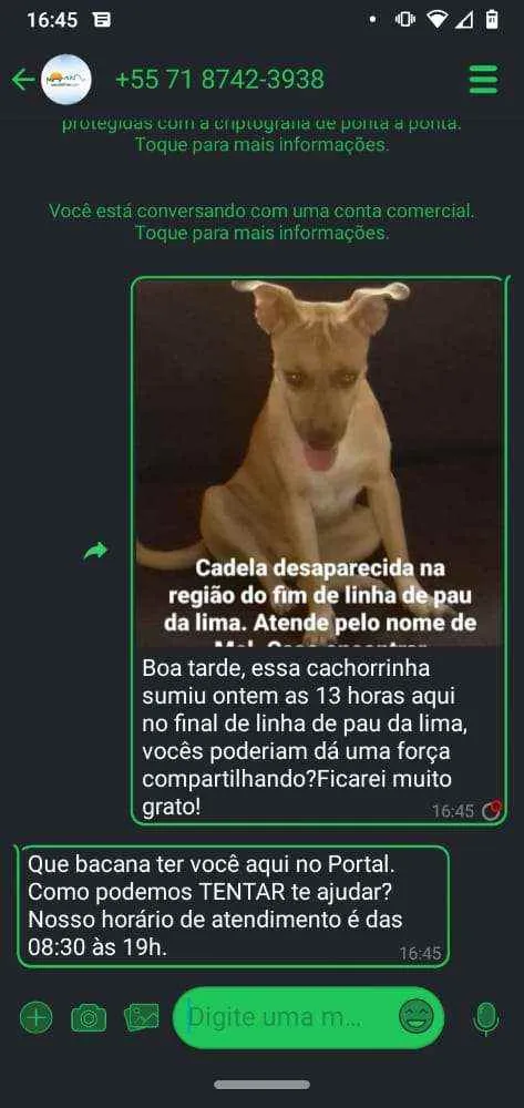 Cachorro ra a Srd idade 4 anos nome Mel