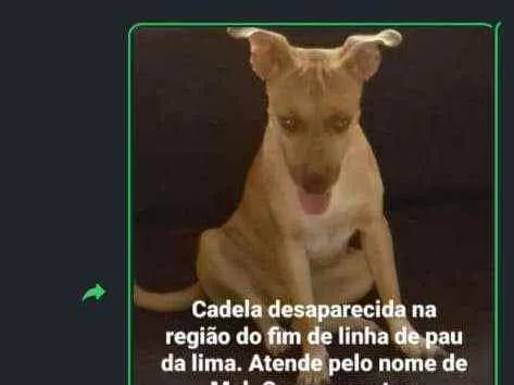 Cachorro ra a Srd idade 4 anos nome Mel