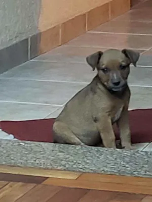Cachorro raça Bleu Hiler com RND idade 2 a 6 meses nome Mila