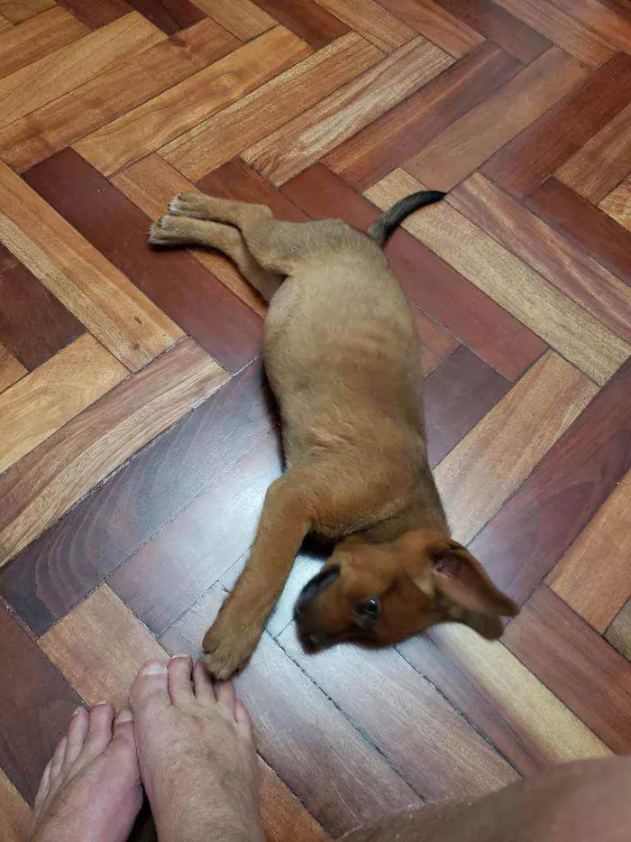 Cachorro raça Bleu Hiler com RND idade 2 a 6 meses nome Mila