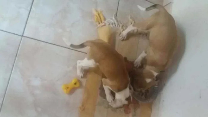 Cachorro raça Vira lata idade 2 a 6 meses nome Filhotinho