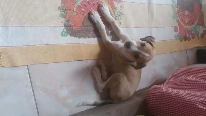 Cachorro raça Vira lata idade 2 a 6 meses nome Filhotinho