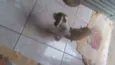 Filhotinho