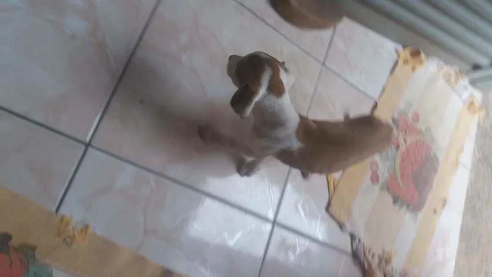 Cachorro raça Vira lata idade 2 a 6 meses nome Filhotinho