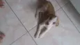 Filhotinho
