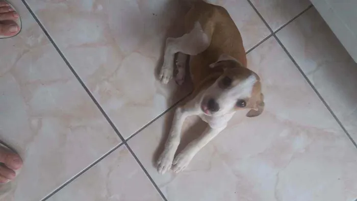 Cachorro raça Vira lata idade 2 a 6 meses nome Filhotinho