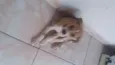 Filhotinho