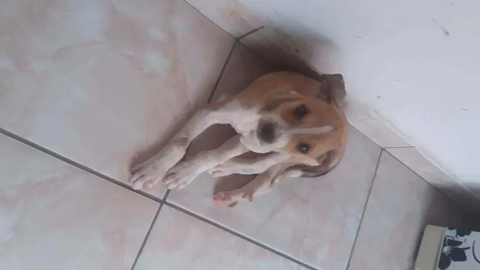 Cachorro raça Vira lata idade 2 a 6 meses nome Filhotinho