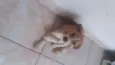 Filhotinho