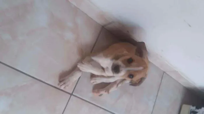 Cachorro raça Vira lata idade 2 a 6 meses nome Filhotinho