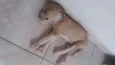 Filhotinho