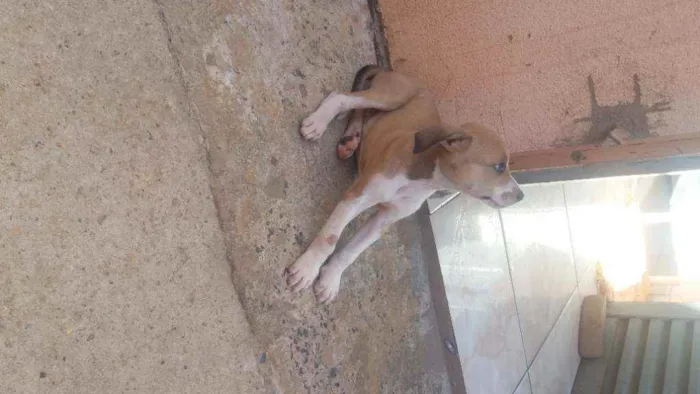 Cachorro raça Vira lata idade 2 a 6 meses nome Filhotinho