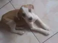 Filhotinho