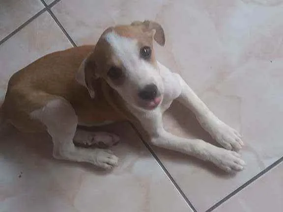 Cachorro raça Vira lata idade 2 a 6 meses nome Filhotinho