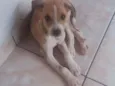 Filhotinho