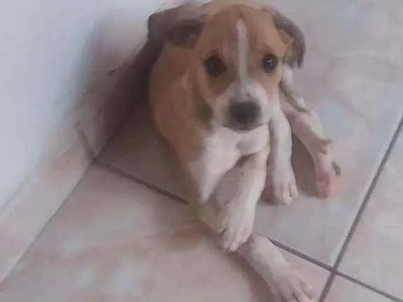 Cachorro raça Vira lata idade 2 a 6 meses nome Filhotinho