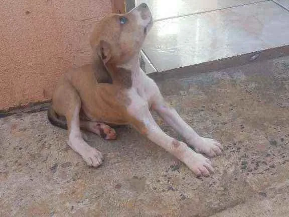 Cachorro raça Vira lata idade 2 a 6 meses nome Filhotinho