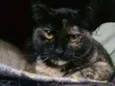 Pintada