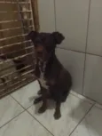 Scooby