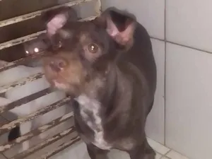 Cachorro raça SRD idade 1 ano nome Scooby