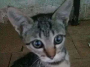Gato raça SRD idade 2 a 6 meses nome Pequenino